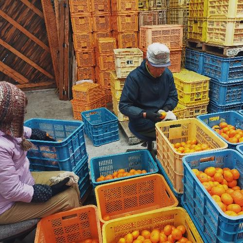 浅美さんの周防大島みかんのミニポンカン | 果物/オレンジ・その他