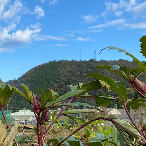 お試し】スコッチボネット（約100g） | 野菜/スパイス 産直アウル 農家