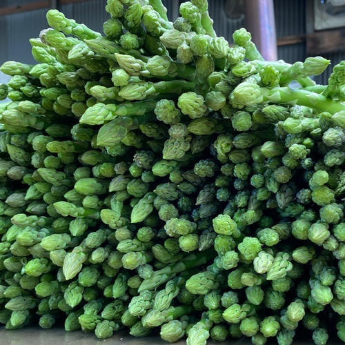 お試し！さぬきのめざめ💚2L 500g ｜ 野菜/アスパラガス 産直アウル