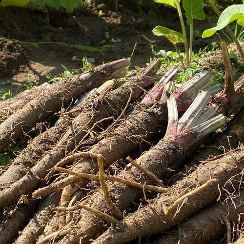 訳あり品】柚子1㎏ ゆず 農薬・化学肥料不使用 | 果物/香酸柑橘(ライム