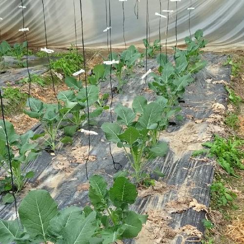 宮崎県産ズッキーニ ｜ 野菜/ズッキーニ 産直アウル 農家・漁師など