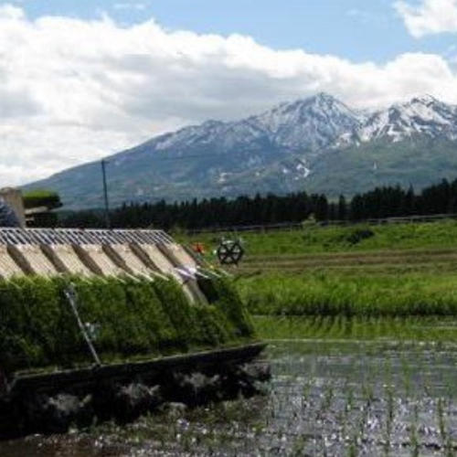 令和7年産 新潟県産 つきあかり 玄米 10キロ プレゼント付き (送料込み