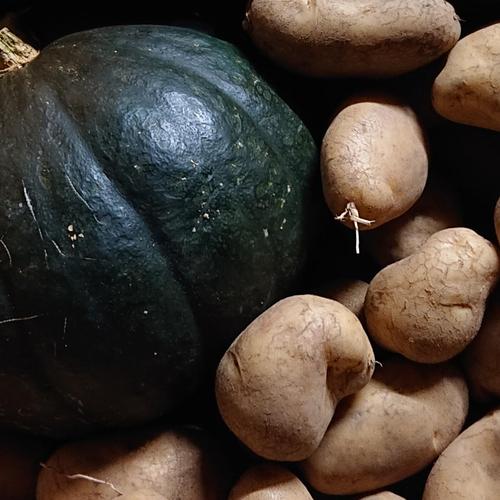 じゃがいも2品種約10kg【L〜2Lサイズ】 | 野菜/じゃがいも 産直アウル