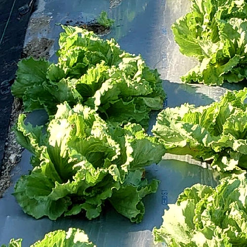 伊東農園のコシヒカリ玄米10kg ｜ 米・穀物/玄米 産直アウル 農家