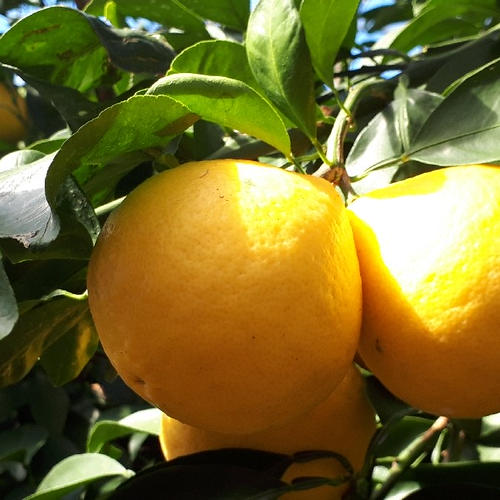 20日間限定！爽やか国産グリーンレモン（マイヤー種） | 果物/香酸