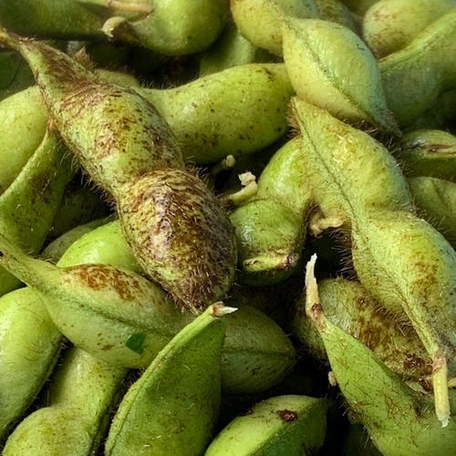 訳ありB級品！丹波篠山黒枝豆さや2kg(500g×4) | 野菜/豆類 産直アウル