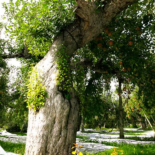 強運を引き寄せるシナノゴールド】高糖度×柑橘系の酸味で富裕層も好む