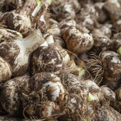 青森県産 ホワイト六片 ニンニク にんにく バラ 5kg わけあり品・小粒のみ】青森県産ホワイト六片種にんにく バラ 500g 令