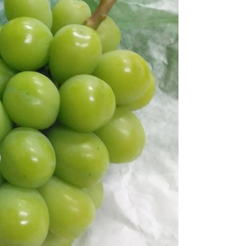 贈答用】岡山県産瀬戸ジャイアンツ2房［1.4キロ以上］贈答用大きめの房