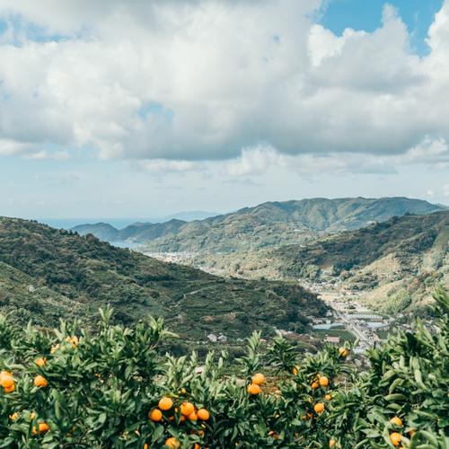 去年は大人気の為【予約受付のみ】で終了しました［段畑みかん］箱込み