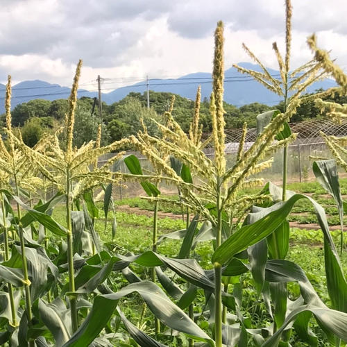 福岡で自然栽培 自然栽培のつくし(農薬・化学肥料不使用) ｜ 野菜/山菜 産直アウル