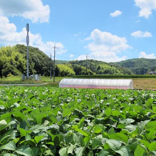 アウルの日】《食の世界遺産🎖️》本場 有馬山椒の実🌿 たっぷり200g