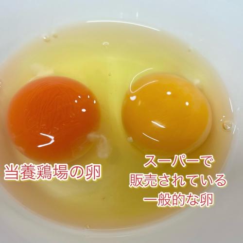 冷蔵便】MSサイズ平飼いたまご(卵かけ御飯に最適MSサイズ50個) ｜ 卵