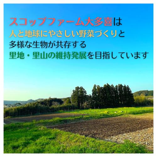 飲食店さま、大量にご入用の方向け【バターナッツかぼちゃ】農薬・化学