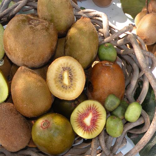 農園イチオシ！”甘いキウイ厳選”特にスイートなキウイ3種セット：9個