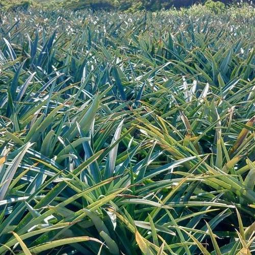 半額】レビュー投稿者様限定『ゴールドバレル』約2.0kg ｜ 果物