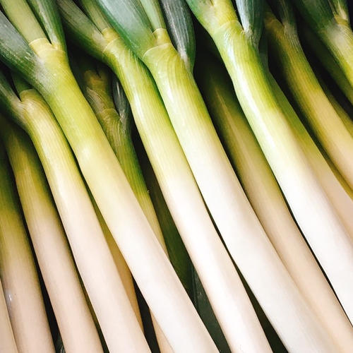 池ちゃん農園の白ネギ《5.0Kg》 | 野菜/ねぎ 産直アウル 農家から直接