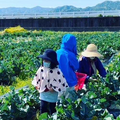 無農薬、無化学肥料の新生姜1kg ｜ 野菜/薬味 産直アウル 農家・漁師