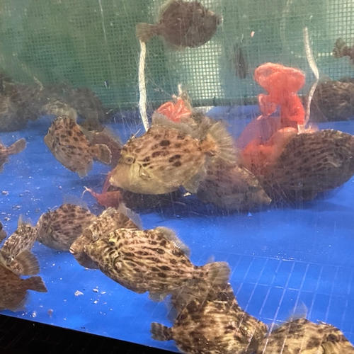 タコ壺漁で捕っている瀬戸内海産マダコ2キロ（1匹から3匹） | 魚介類