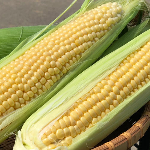 北海道産》新鮮！長ネギL.2Lサイズ混合5kg ｜ 野菜/ねぎ 産直アウル