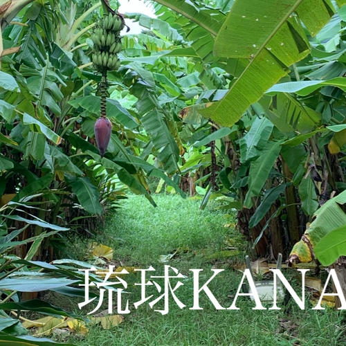 ナムワ系バナナ（1Kg）スターフルーツ（500g） | 果物/果物セット