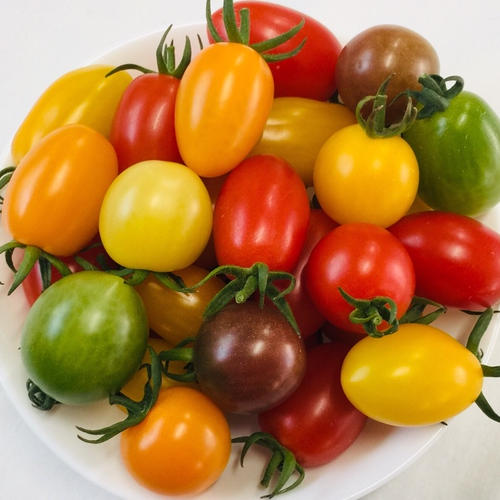 サザキ農園の『ミックスミニトマト』彩りセット | 野菜/トマト 産直