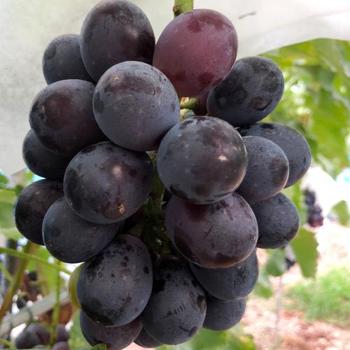 専用 同梱品 クイーンニーナ中房800g+クイーンマスカット 粒2パック