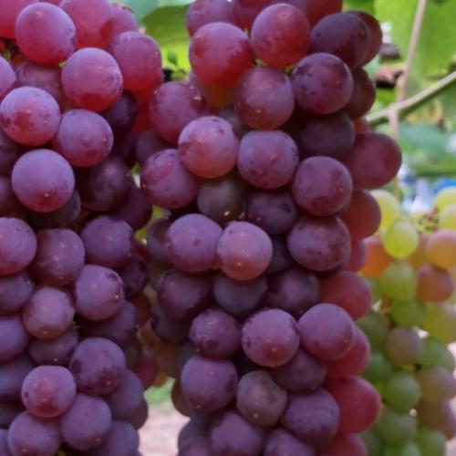 島根県出雲市産シャインマスカット 2房(約500g×2房) | 果物/ぶどう