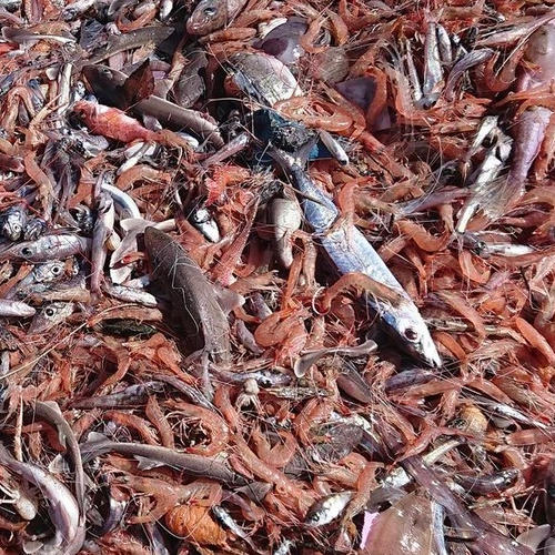 夏ギフト】戸田を代表する深海えびのセット(トロえび中小とガシャエビ