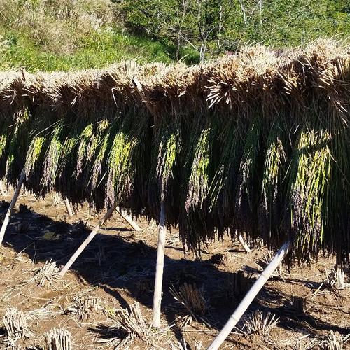 無肥料・自然栽培の紫もち麦(玄麦)800g【チャック袋】 | 米・穀物/雑穀