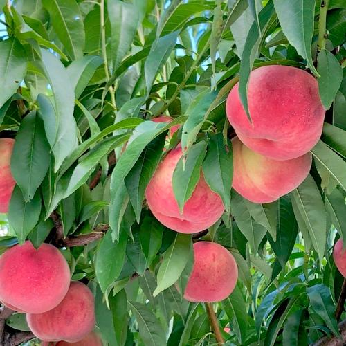 桃【さくら・幸茜・西王母】品種おまかせ 硬め&追熟させて柔らかめ食べ