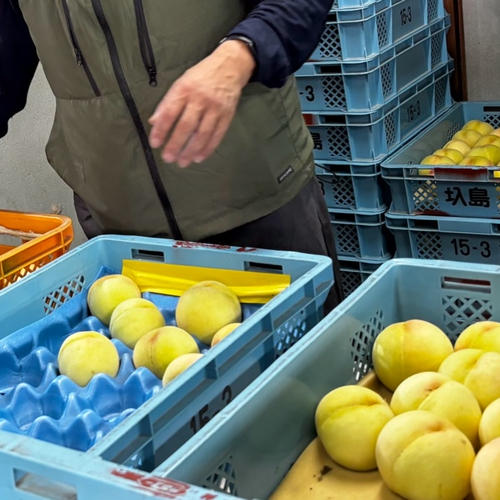白鳳！家庭用☆あら川ブランド桃 ｜ 果物/もも 産直アウル 農家・漁師