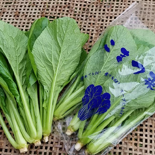 本数選べるネギ1,000円！ ｜ 野菜/ねぎ 産直アウル 農家・漁師など生産