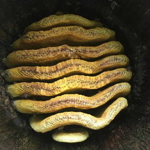 2018 vintage honey 天然日本蜜蜂 発酵完了熟成蜜 ｜ はちみつ