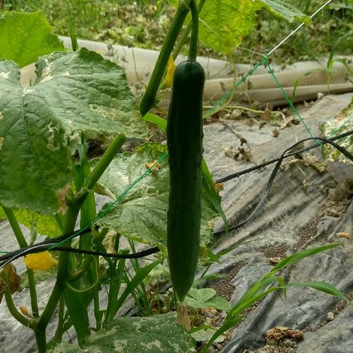 宮崎県産きゅうり | 野菜/きゅうり 産直アウル 農家から直接野菜などの