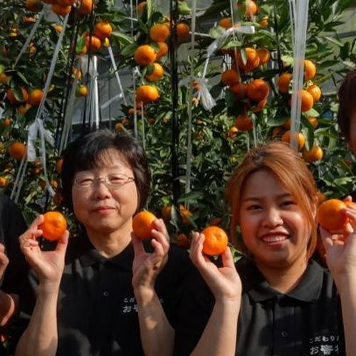 みかん柑橘グランプリ2026最高金賞受賞せとか】木熟せとか 厳選