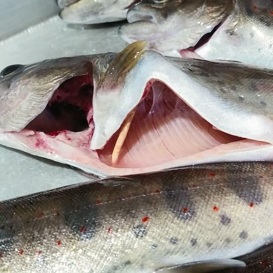 清流の女王 アマゴ 匹 内臓 エラ処理 魚介類 川魚 Owl アウル 農家から直接野菜などの食材を購入できる産地直送の宅配通販サイト