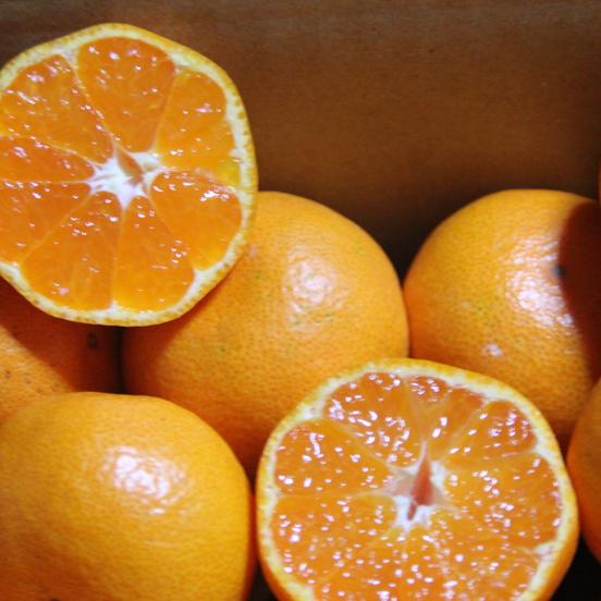 2kg 甘くてパクパク 小玉サイズの有田 果物 みかん Owl アウル 農家から直接野菜などの食材を購入できる産地直送の宅配通販サイト