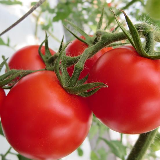 アグリプラント甲斐の木のご紹介 江津市 Owl アウル 農家から直接野菜などの食材を購入できる産地直送の宅配通販サイト