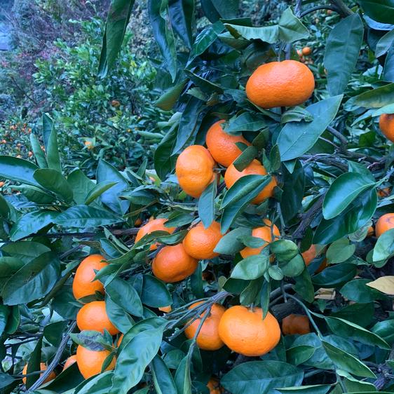ニシムラ農園のご紹介 | 津久見市 | 産直アウル 農家から直接野菜など