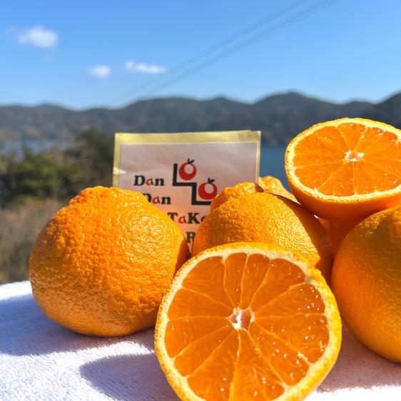Dan Dan B…の最新投稿「木成完熟不知火（デコポン系）収穫！」｜産地
