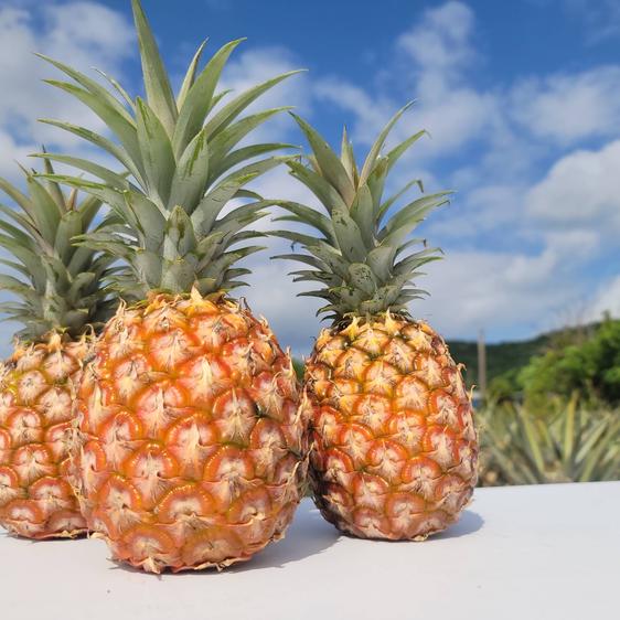 沖縄県石垣島産パイン苗20本 パイナップル 苗