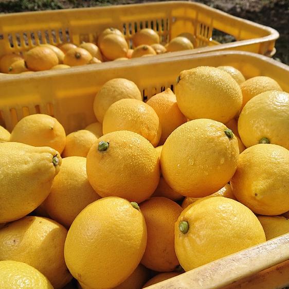 七光園の最新投稿「レモン販売です🍋」｜産地直送の販売・育成情報