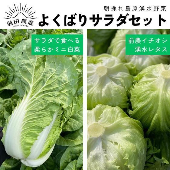 長崎島原 前田農産の最新投稿「数量限定のミニ白菜を販売します