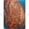 なまら太い ミズダコボイル足   1.24kg ミズダコボイル足    1.24kg 魚介類/タコ通販