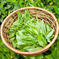 天草産 いなかのお茶 100ｇ お茶/緑茶通販