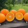 【愛媛県産🍊清見】今季の締めくくりとなります😊5.0k入 5.0k入 果物/オレンジ・その他みかん通販