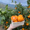 みかん屋太陽と海　🍊輝みかん🍊（3キロ入） 3.0k 果物/温州みかん通販