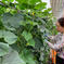 さっちゃんと英子さんのグリグリセット！【訳あり】80サイズ(クール) 野菜/野菜セット・詰め合わせ通販