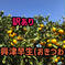 【訳あり】興津早生みかん《箱込み5kg》 正味量4.6kg《箱込み5kg》 果物/温州みかん通販